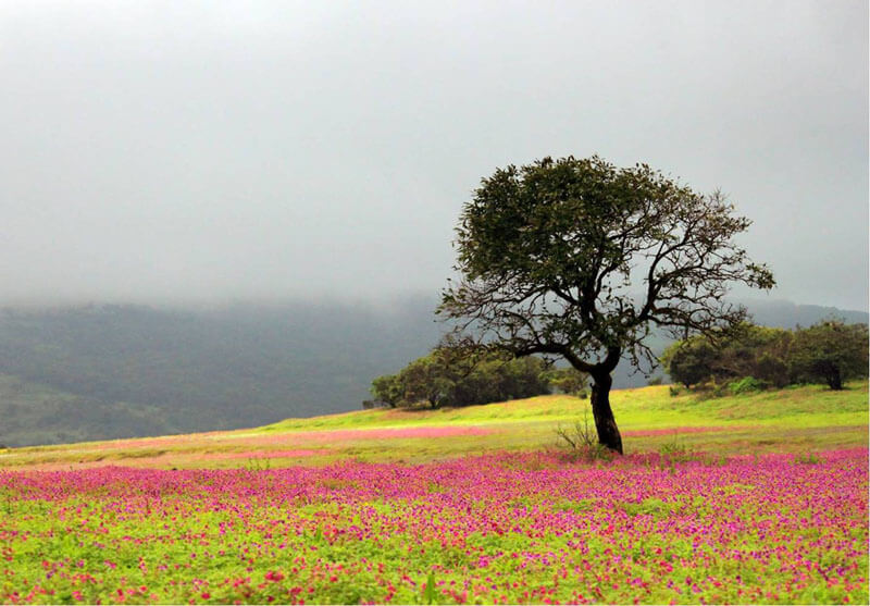 Pune to Satara cab service route